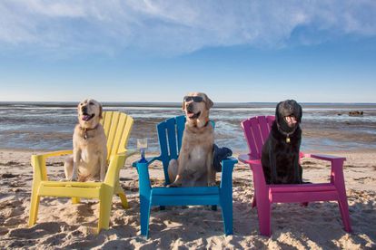 Enjoy the beach of Los Alcázares with your furry friend?